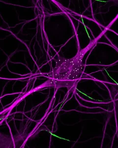 neurotagging your goal state 3