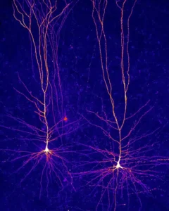 how dopamine works 1